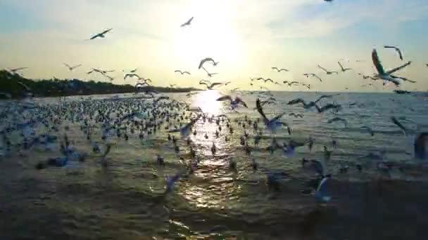 Mangrove Lagune Bos Leven — Stockvideo