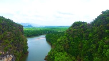 Mangrove lagünü orman yaşamı