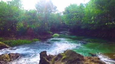 Mangrove lagünü orman yaşamı