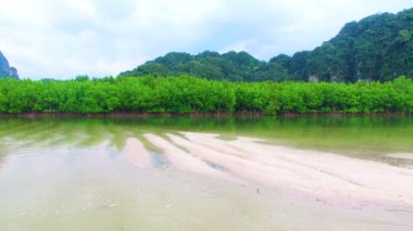 Mangrove lagünü orman yaşamı
