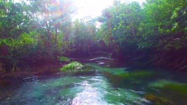 Mangrove Lagune Bos Leven — Stockvideo