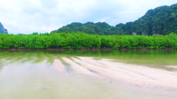 Mangrove Lagune Bos Leven — Stockvideo