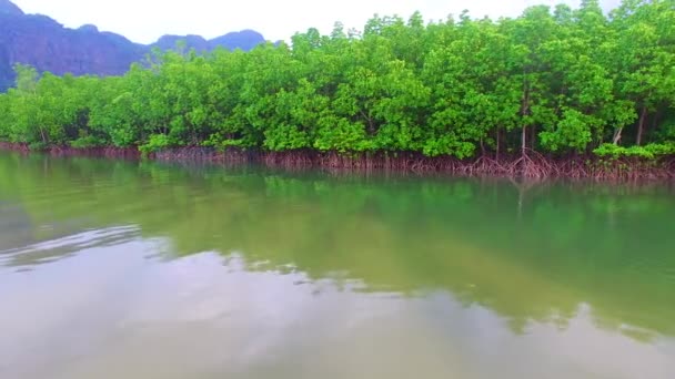 Mangrovenwald Leben Himmel — Stockvideo