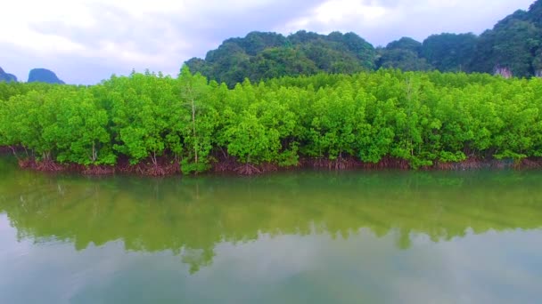 Mangrove Pădure Viață Cer — Videoclip de stoc