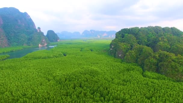 Manguezal Floresta Vida Céu — Vídeo de Stock