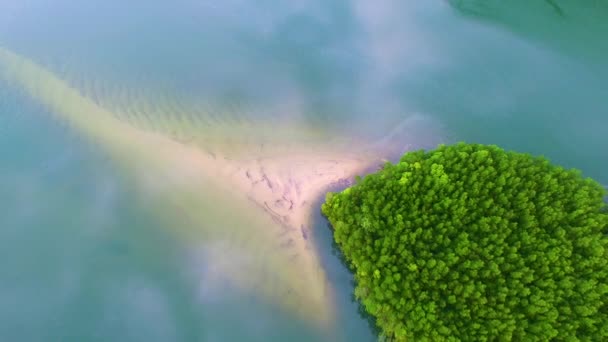 Mangrove Forest Life Sky — Stock Video