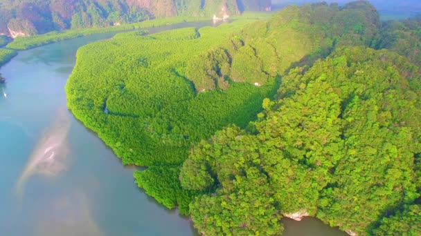 Mangrove Skog Liv Himmel — Stockvideo