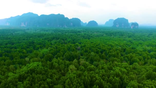 Mangrove Ormanı Gökyüzü — Stok video