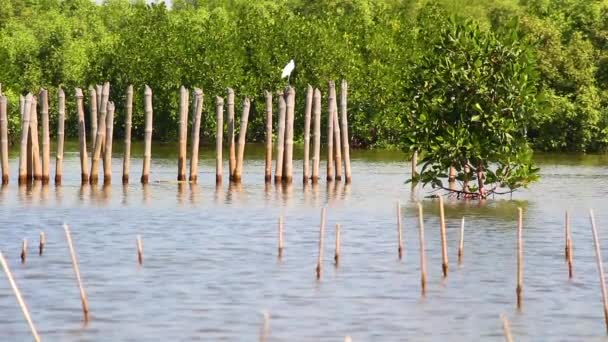 Mangrove Erdő Élet — Stock videók