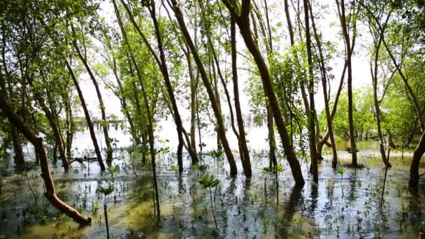 マングローブ林の生活自然 — ストック動画