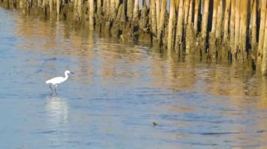 Mangrove Ormanı Doğa