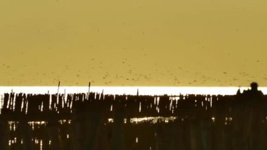 Mangrove Ormanı Doğa