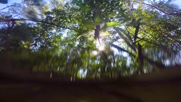 Manguezal Floresta Vida Natureza Filmagem De Stock