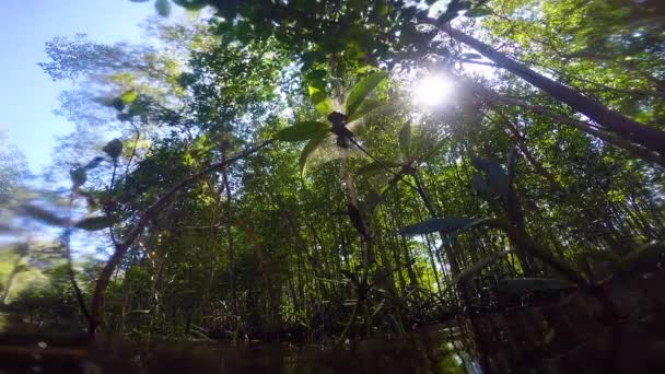 Manguezal Floresta Vida Natureza — Vídeo de Stock