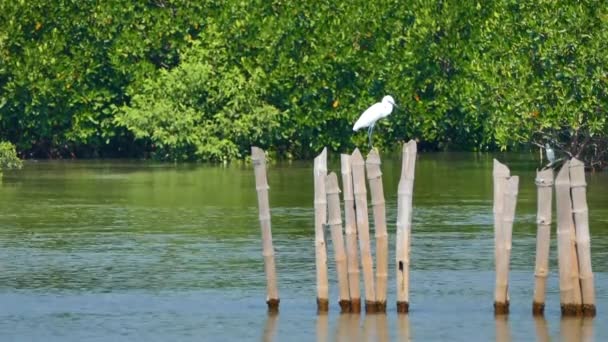 Mangrowe Las Życie Natura — Wideo stockowe