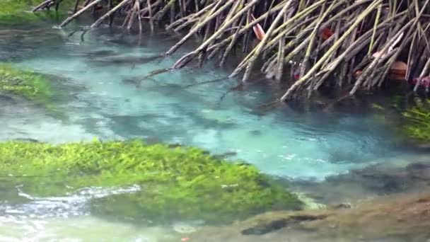 Mangrove Bos Leven Natuur — Stockvideo