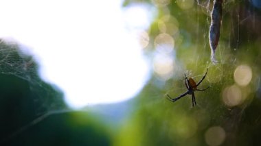 Mangrove Ormanı Doğa