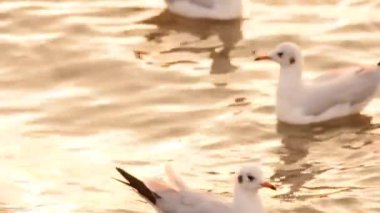 Mangrove Ormanı Doğa