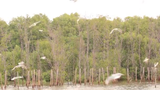 Mangrove Erdő Élet Természet — Stock videók