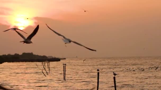 Mangrove Bos Leven Natuur — Stockvideo