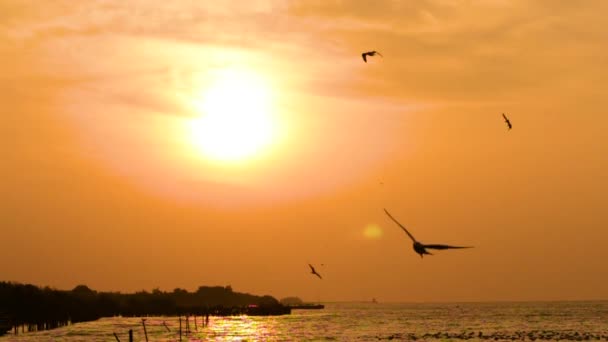 Zonneschijn Lucht Vogel Vleugel — Stockvideo