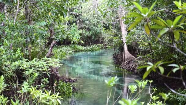 Mangrove Bos Berglucht — Stockvideo