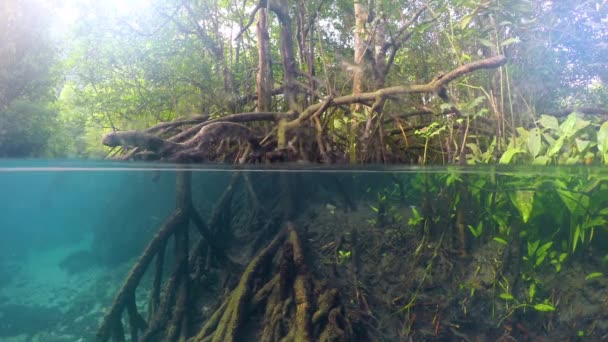Mangrove Bos Berglucht — Stockvideo