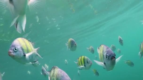 Bajo Agua Mundo Manglar — Vídeos de Stock