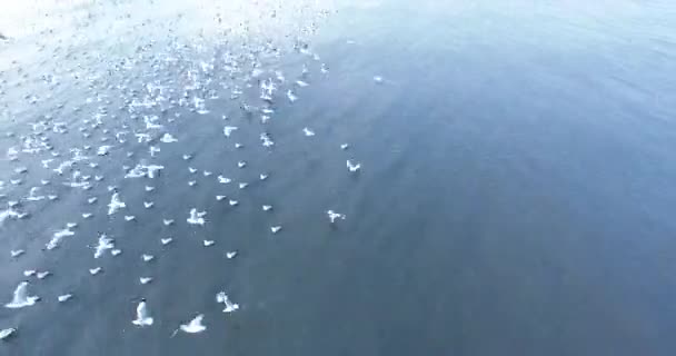 Meeuw Vliegen Vogel Oog Uitzicht Vanuit Lucht Wildernis Natuurlijke — Stockvideo