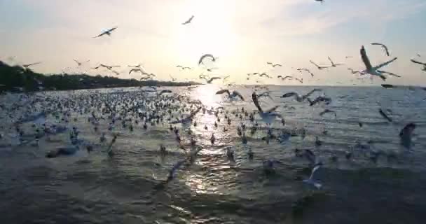 海鸥展翅鸟瞰空中荒野与自然 — 图库视频影像
