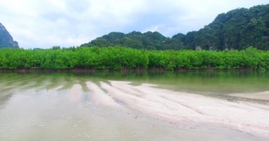Mangrovlar kuş bakışı hava manzaralı vahşi doğa ve doğal