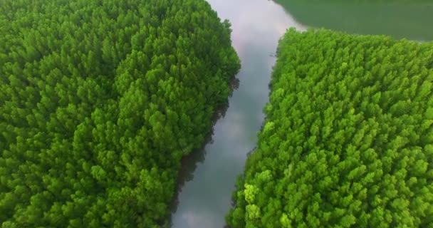 Mangrovlar Kuş Bakışı Hava Manzaralı Vahşi Doğa Doğal — Stok video