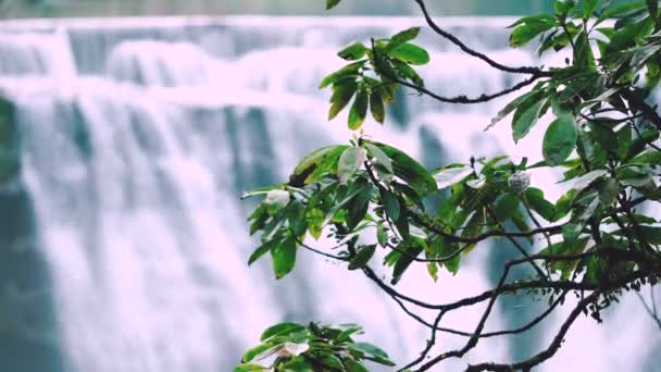 Cascata Nella Foresta — Video Stock