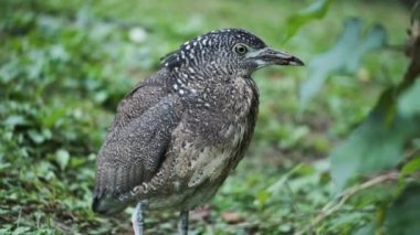 Çimenlerdeki sülün