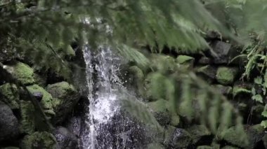 Ağaçların arasından parlayan güneş