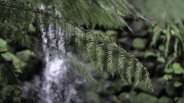 Zon Schijnt Door Bomen — Stockvideo