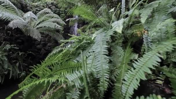 Zon Schijnt Door Bomen — Stockvideo