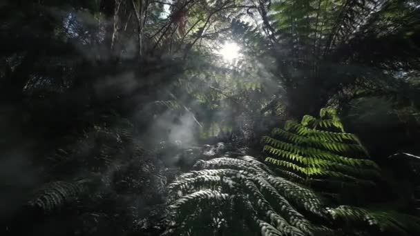 阳光透过树木闪耀 — 图库视频影像