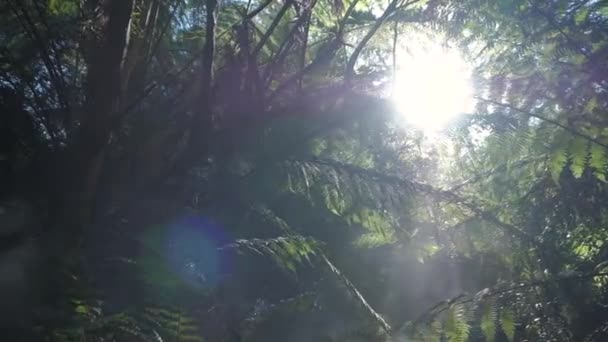 Sole Che Splende Tra Gli Alberi — Video Stock