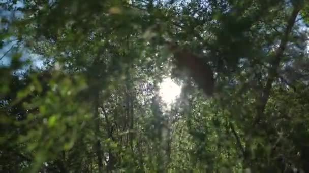 Ήλιος Λάμπει Μέσα Από Δέντρα — Αρχείο Βίντεο