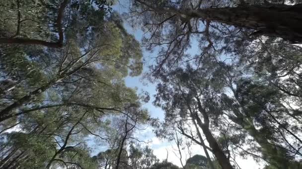 le soleil qui filtre à travers les arbres