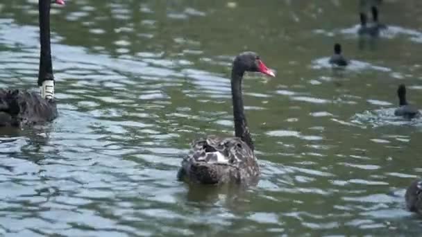 Черные Лебеди Озере — стоковое видео