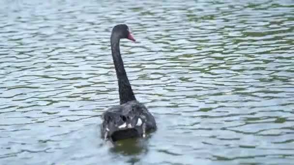Черные Лебеди Озере — стоковое видео