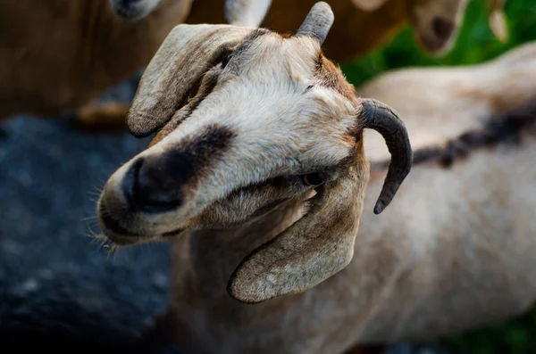 Keçi otlar yerlerde