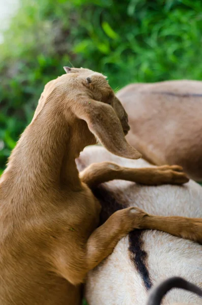 Keçi otlar yerlerde