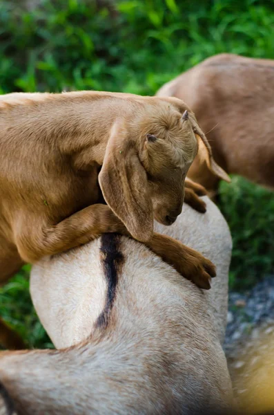 Keçi otlar yerlerde