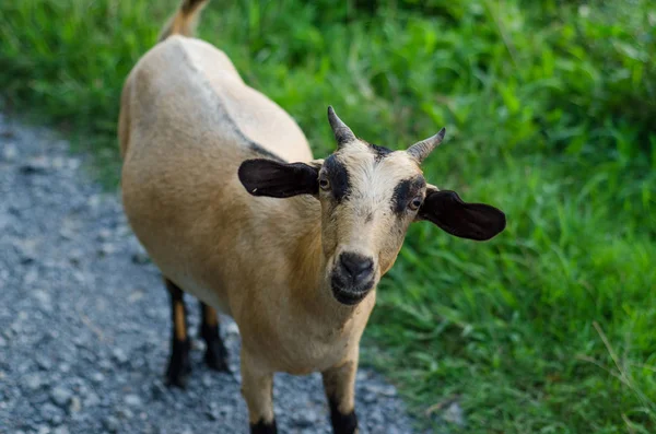 Keçi otlar yerlerde