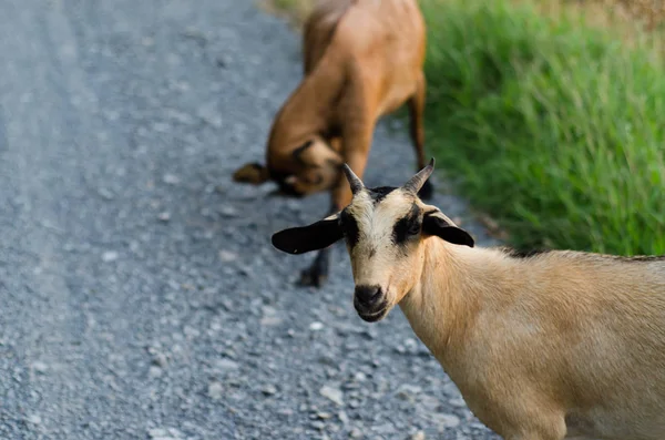 Keçi otlar yerlerde grup