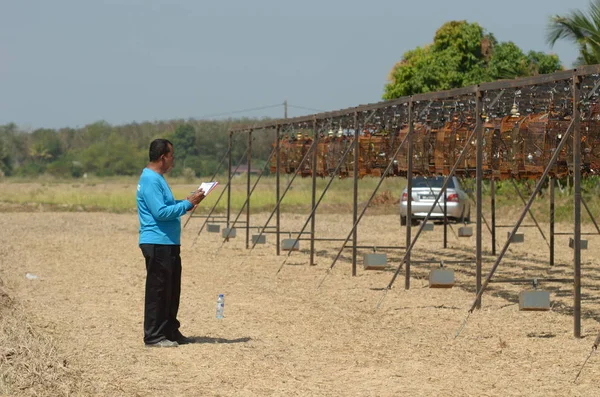 Pesta Angin Timur Perlis (Perlis Doğu Rüzgar Karnavalı)