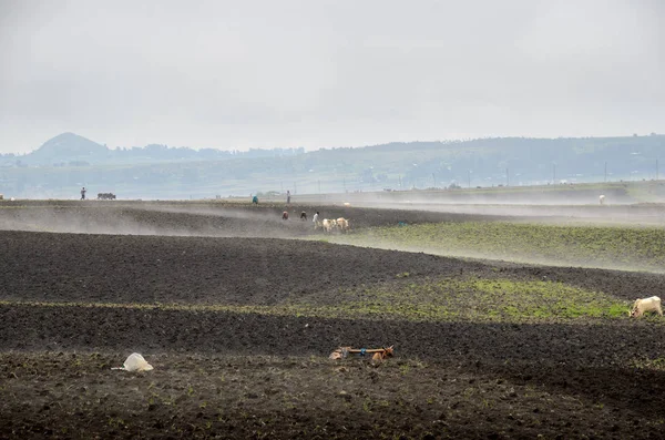 Labourer le champ dans la brume du matin — Photo